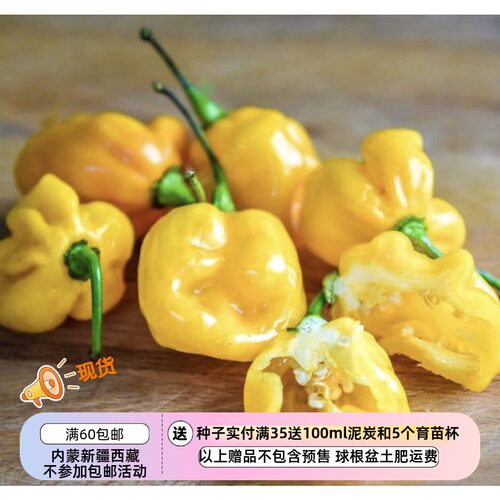 【种子】传家宝品种 哈瓦那辣椒 小黄樱桃 5粒
