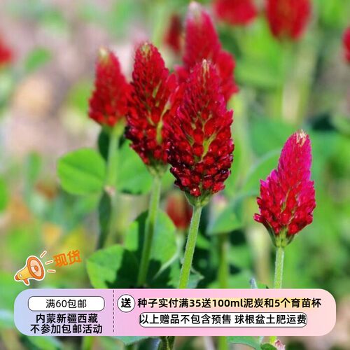 多年生地被植物红花种子