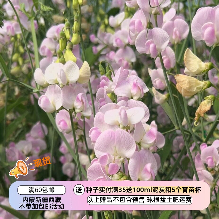 【种子】多年生 切花型 各种野豌豆 山黧豆 多色可选