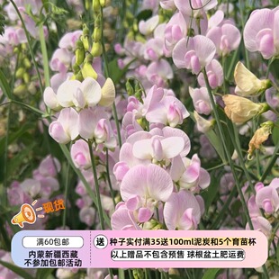 【种子】多年生 切花型 各种野豌豆 山黧豆 多色可选