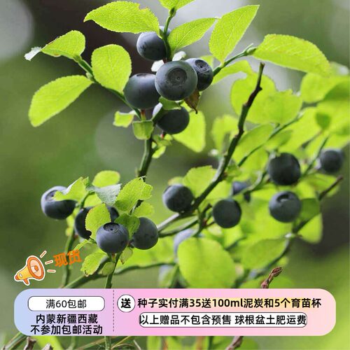 疯狂的小羊可食用浆果