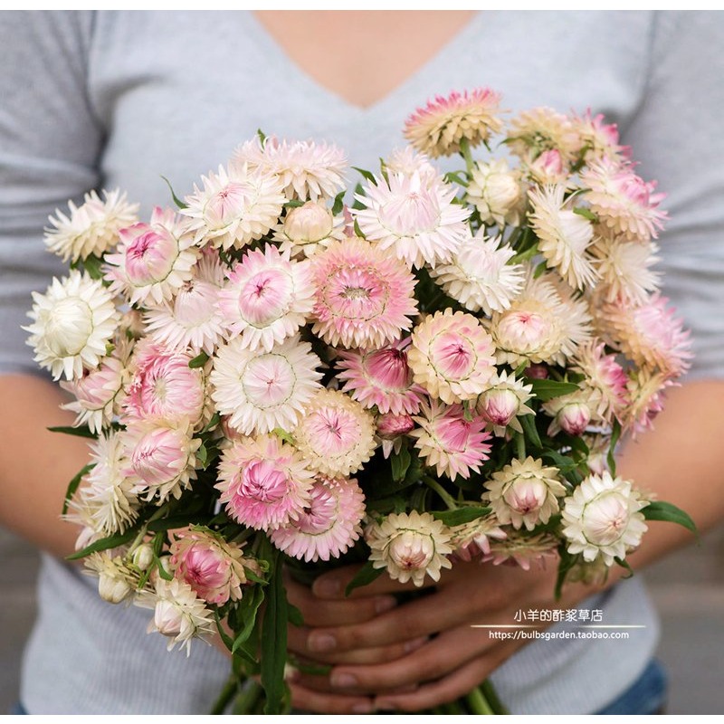 永生花材料淡粉色银玫瑰10粒种子