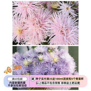 【种子】一年生 切花型重瓣翠菊 星光系列 两色可选  10粒