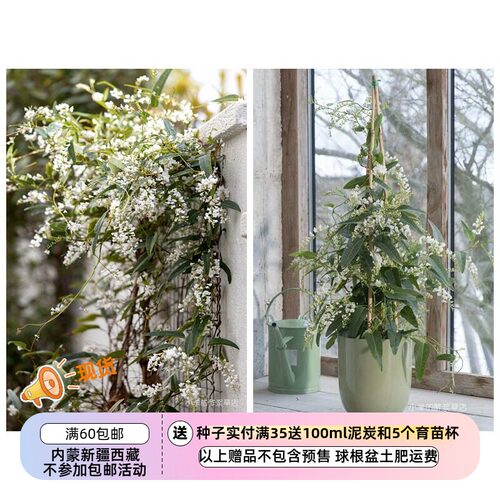 疯狂的小羊哈登柏豆白色