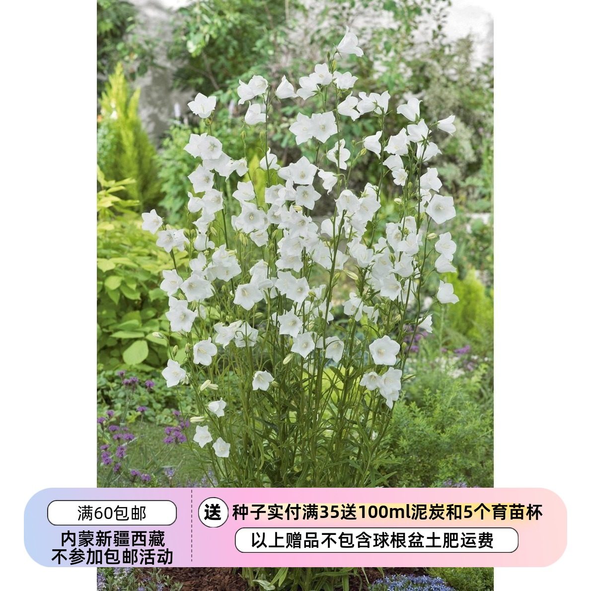 【种子】进口种子  桔梗科 桃叶风铃草  白蔷薇 20粒