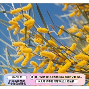 【种子】多年生 金合欢树 窄叶 果酱金合欢 5粒