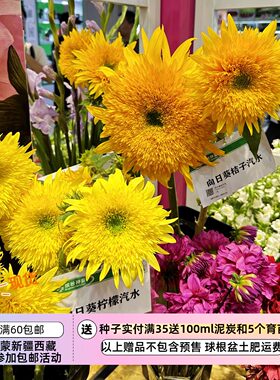 重瓣向日葵橙色橘子汽水