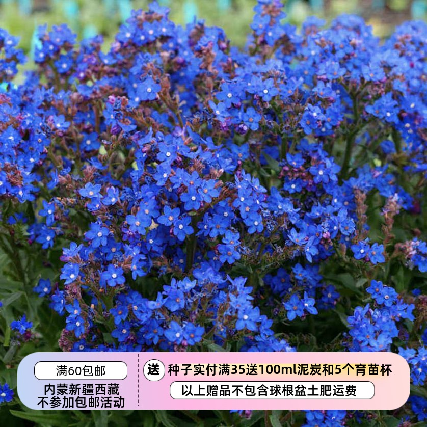 南非牛舌草蓝色天使10粒