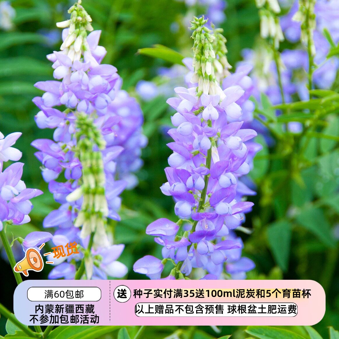 【种子】多年生 花朵繁茂 花期长 山羊豆 法国紫丁香 5粒