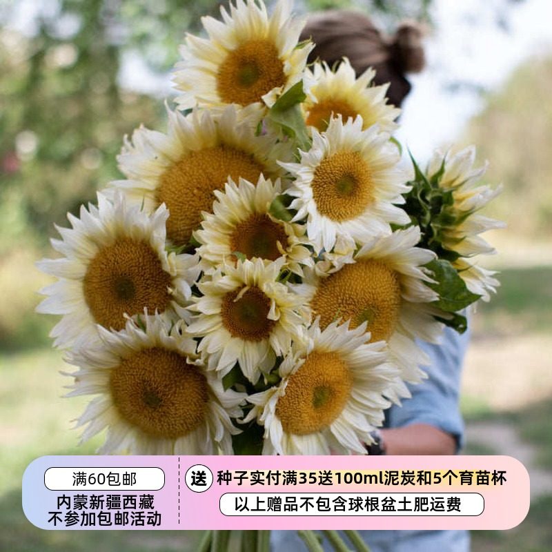 【种子】 夏季耐热 高杆 单头切花向日葵 白月光  5粒,鲜花速递/花卉仿真/绿植园艺,家庭园艺种子,淘宝优惠券,粉丝福利购,淘宝优惠卷