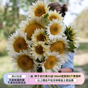 【种子】 夏季耐热 高杆 单头切花向日葵 白月光 5粒