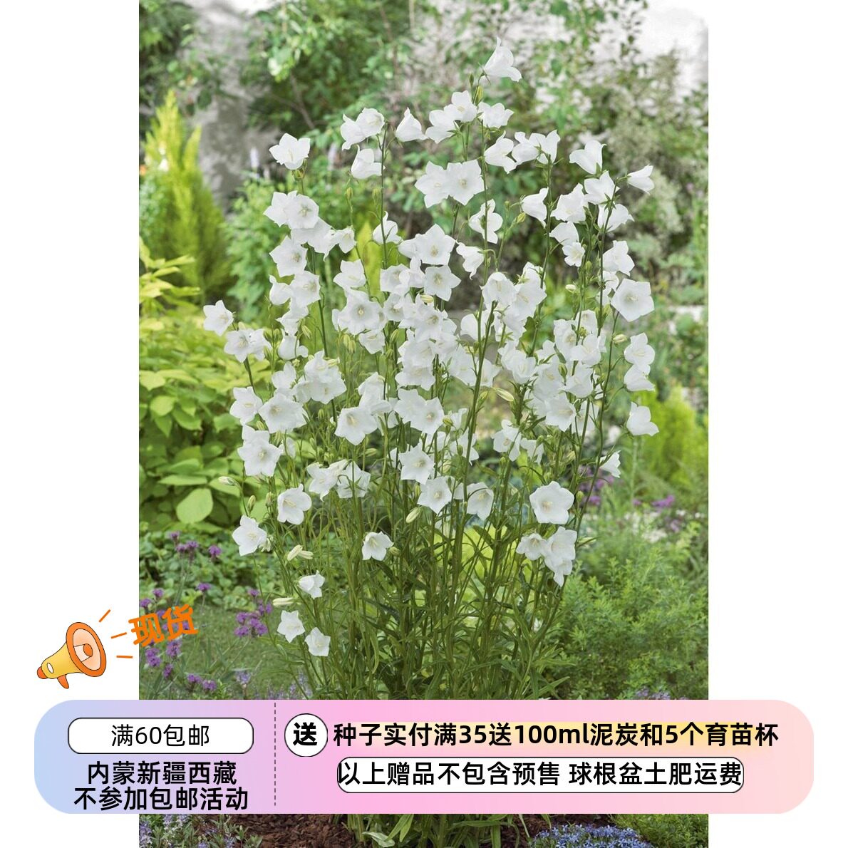 【种子】 桔梗科 桃叶风铃草  白蔷薇 20粒