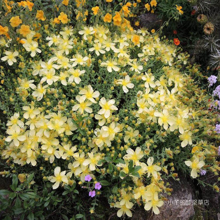 【种子】多年生 矮生金丝桃 浅黄色圣约翰草 月光 10粒