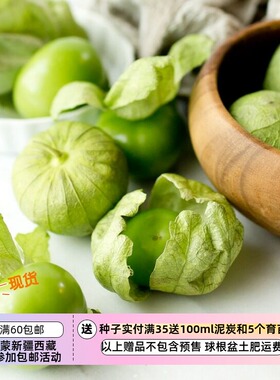 【种子】传家宝种子 墨西哥带壳番茄 绿色粘果酸浆 5粒