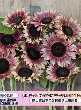 【种子】进口种子 夏季耐热 向日葵红宝石  Ruby Eclipse 5粒