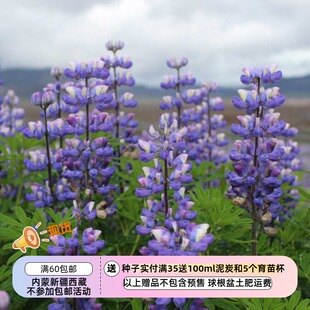 【种子】中等高度  羽扇豆 鲁冰花 阿罗约羽扇豆 5粒