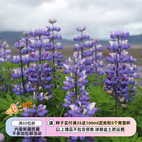 【种子】中等高度  羽扇豆 鲁冰花 阿罗约羽扇豆 5粒