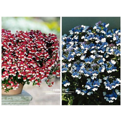 航空蓝白进口种子龙面花