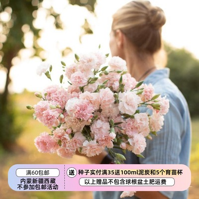 【种子】多年生切花型康乃馨石竹