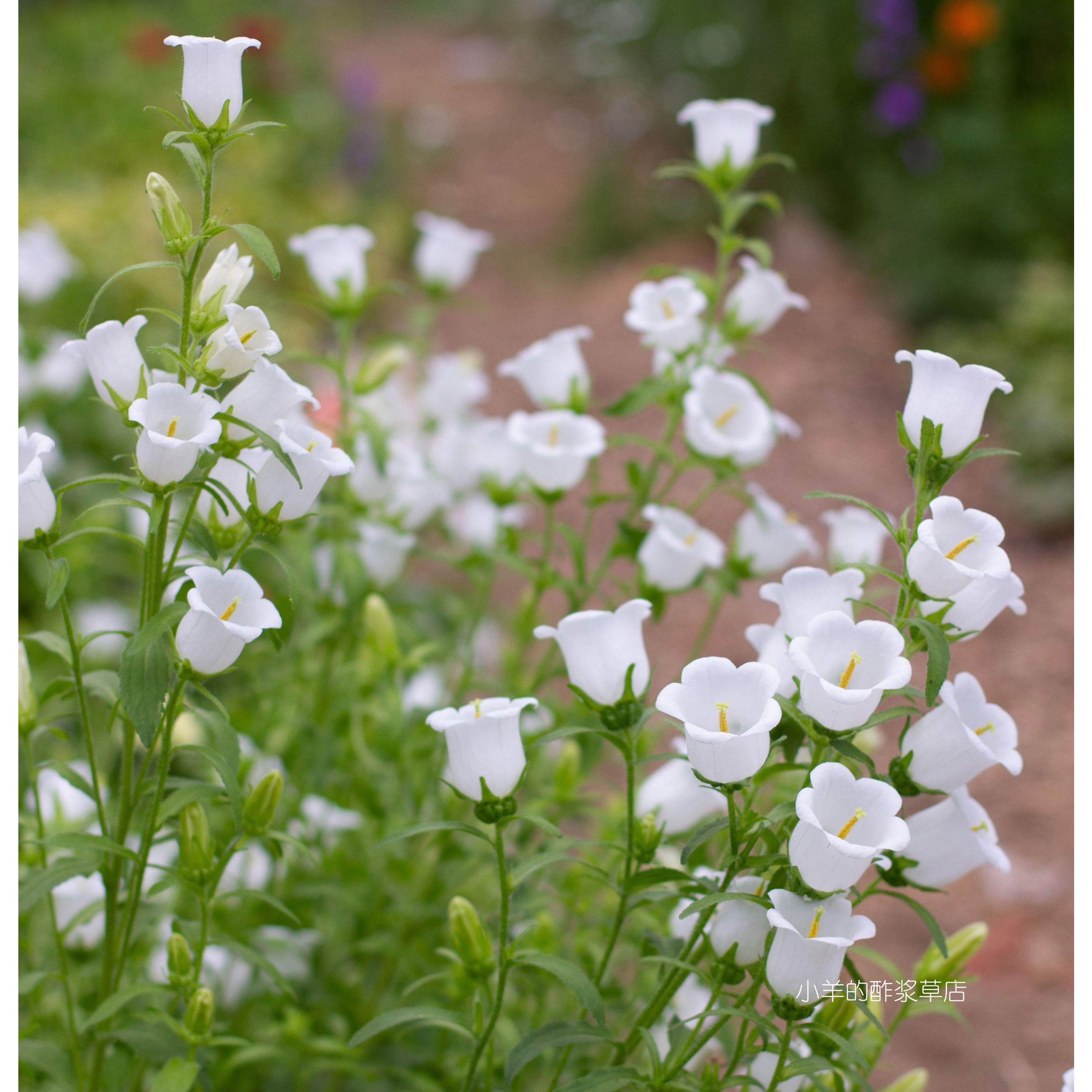 疯狂的小羊春夏季开花
