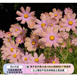 【种子】进口种子  一年生 夏季耐热植物 波斯菊 橙色校园  10粒