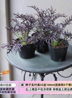 【种子】家庭小菜园 观赏&食用 沙拉 紫色芥菜 珊瑚羽毛 10粒