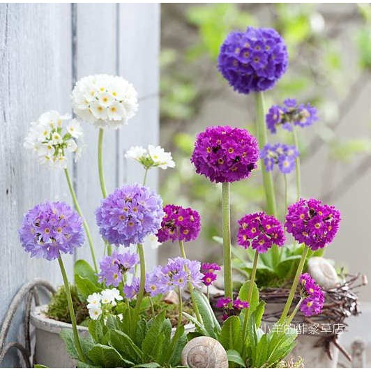 疯狂的小羊球花报春混色