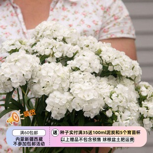 【种子】多年生 切花型高杆 花球  须苞石竹 白色 10粒
