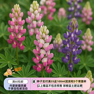 【种子】矮生小型鲁冰花 哈特韦氏羽扇豆 精灵之乐 混色 5粒