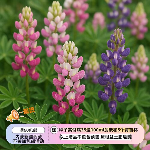 【种子】矮生小型鲁冰花 哈特韦氏羽扇豆 精灵之乐 混色 5粒