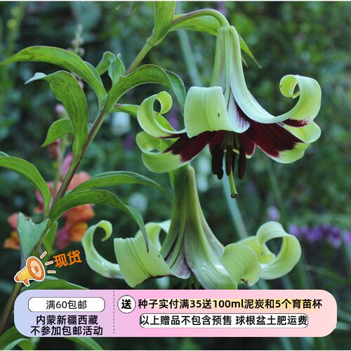 疯狂的小羊尼泊尔百合