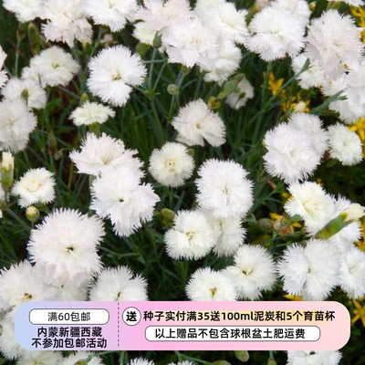 疯狂的小羊羽裂石竹康乃馨