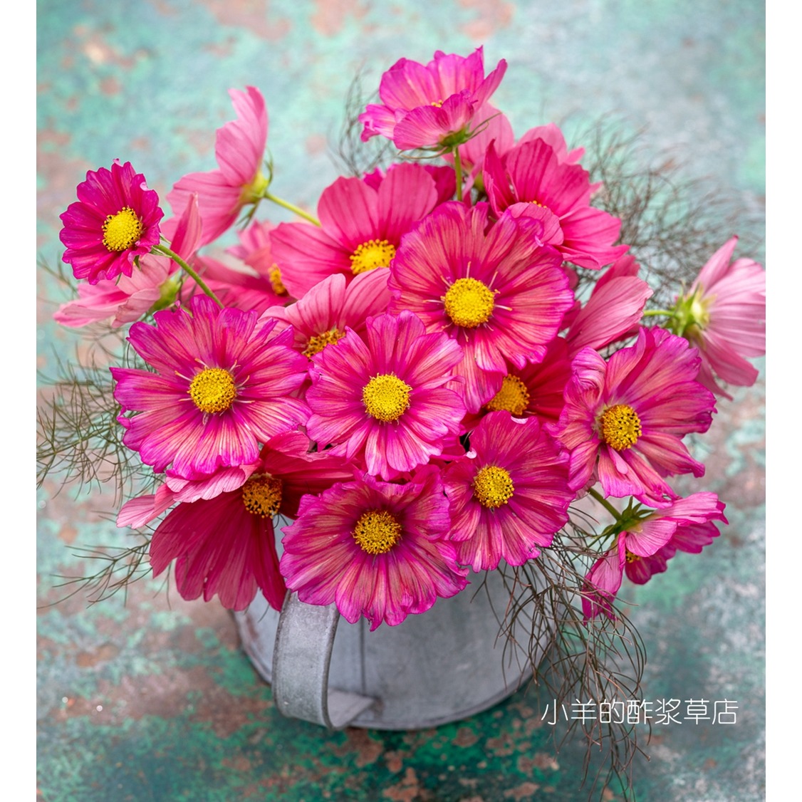 【种子】新手推荐 夏季耐热 波斯菊 cosmos xenisa  5粒