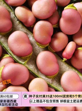 疯狂的小羊粉色蚕豆3粒