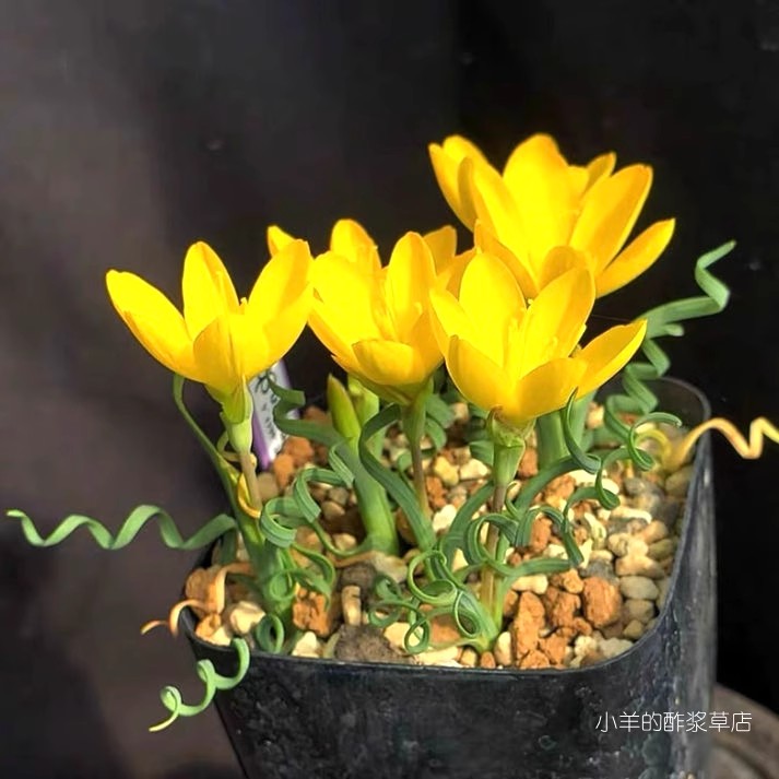 【球根】秋季十月之后种植 卷叶酒杯花 Geissorhiza corrugata