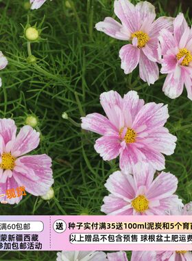 【种子】一年生 夏季耐热  波斯菊 斑点与条纹 粉色马赛克 5粒