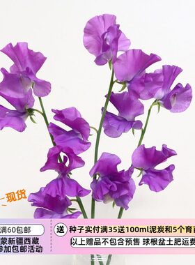 疯狂的小羊春季开花香花