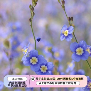 【种子】一年生 十字花科 艳丽喜光芥  日冠花 蓝色 10粒