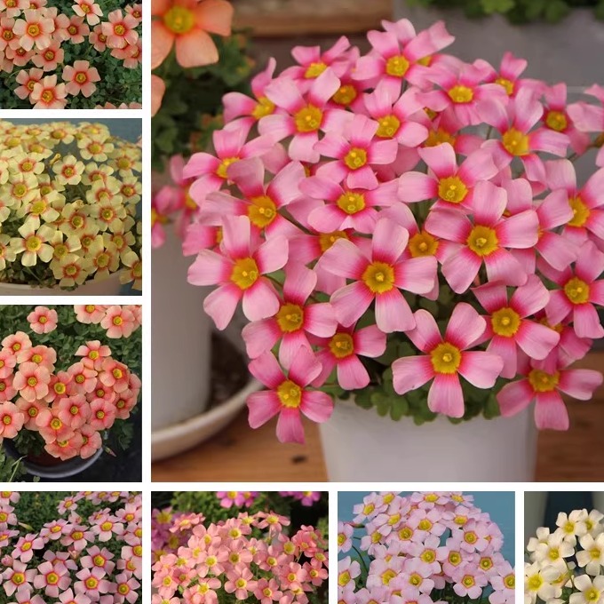 秋季种植酢浆草花量大