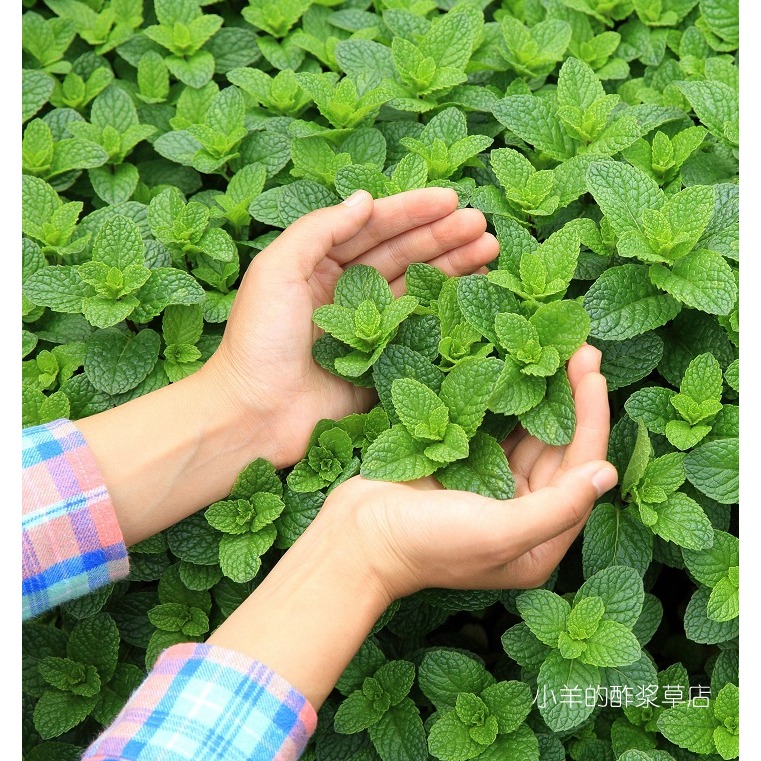 疯狂的小羊苹果薄荷香薄荷