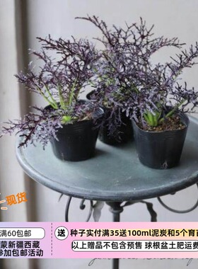 【种子】家庭小菜园 观赏&食用 沙拉 紫色芥菜 珊瑚羽毛 10粒