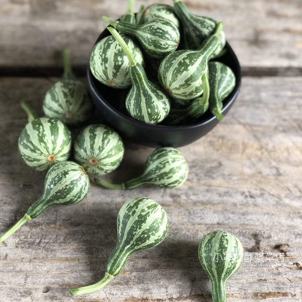 【种子】不可食用 装饰用儿童花园  田纳西州旋转葫芦 3粒