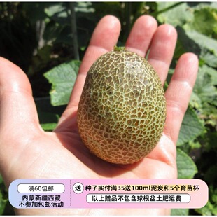 【种子】 传家宝老品种 淡柠檬味儿 土豆小黄瓜 5粒