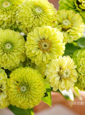 【种子】夏季耐热 切花型半重瓣百日草 绿色嫉妒 10粒