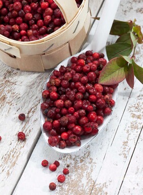 【种子】 匍匐枝山蔓越莓越橘VACCINIUM vitis-idaea10粒