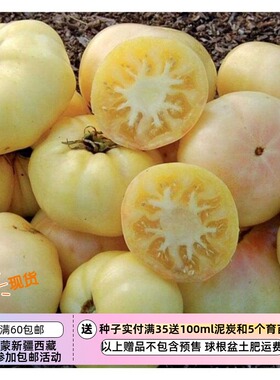 【种子】传家宝种子  番茄 西红柿种子 白色托美索  5粒