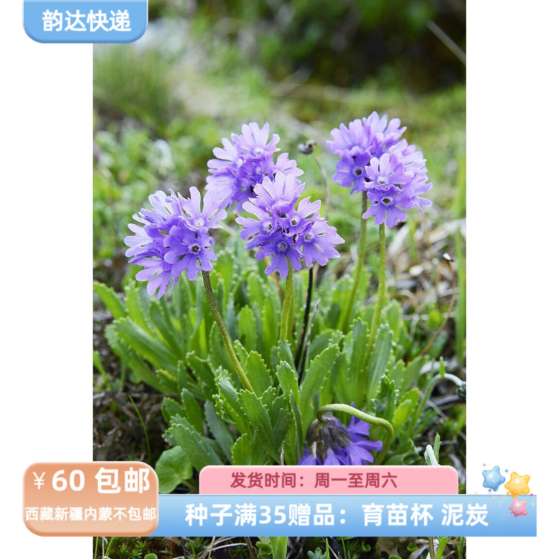 【种子】多年生 报春花科 植株矮小  粘性报春  glutinosa 5粒