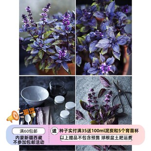 【种子】一年生草本  香草 可食用可观赏 罗勒 红鲁宾 20粒