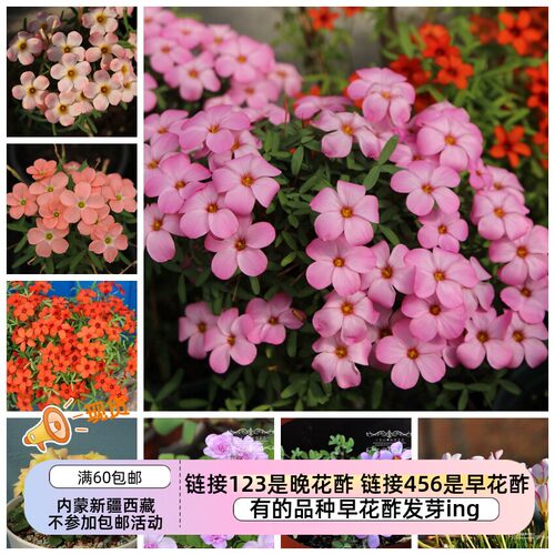 疯狂的小羊早花酢浆草