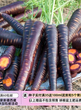 【种子】紫色外皮 橙色内芯胡萝卜 紫色胡萝卜  紫雾F1     10粒